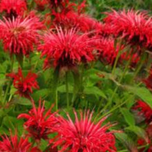 Charger l'image dans la galerie, Vivaces rocaille et massif