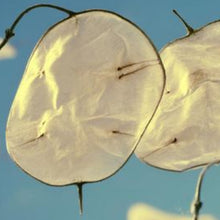 Charger l'image dans la galerie, Vivaces rocaille et massif