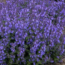 Charger l'image dans la galerie, Vivaces rocaille et massif