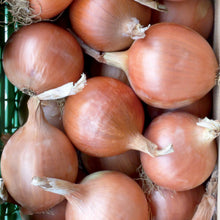 Charger l'image dans la galerie, Oignon jaune Khroma F1