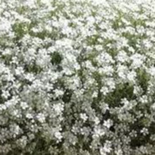 Charger l'image dans la galerie, Vivaces rocaille et massif