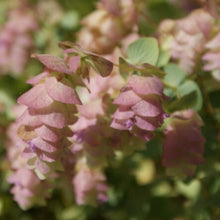 Charger l'image dans la galerie, Origan kent beauty