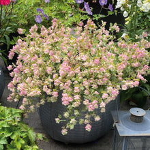 Charger l'image dans la galerie, Origan kent beauty