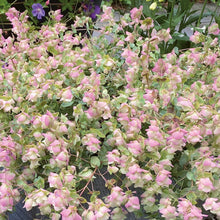 Charger l'image dans la galerie, Origan kent beauty