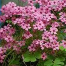 Charger l'image dans la galerie, Vivaces rocaille et massif