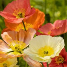 Charger l'image dans la galerie, Vivaces rocaille et massif