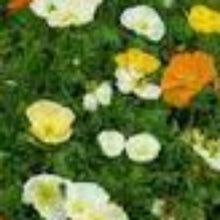 Charger l'image dans la galerie, Vivaces rocaille et massif