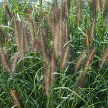 Charger l'image dans la galerie, Graminée