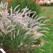 Charger l'image dans la galerie, Graminée