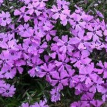 Charger l'image dans la galerie, Vivaces rocaille et massif