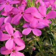 Charger l'image dans la galerie, Vivaces rocaille et massif