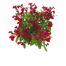 Charger l'image dans la galerie, Sauge greegii