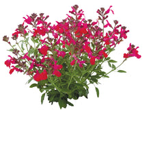 Charger l'image dans la galerie, Sauge greegii