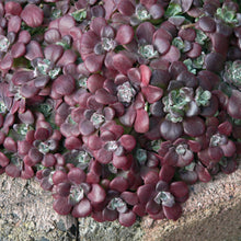 Charger l'image dans la galerie, Succulentes rustiques