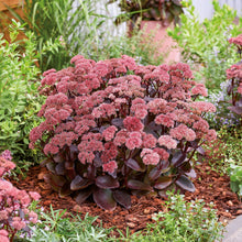 Charger l'image dans la galerie, Succulentes rustiques