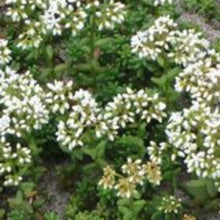 Charger l'image dans la galerie, Vivaces rocaille et massif