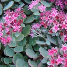 Charger l'image dans la galerie, Vivaces rocaille et massif