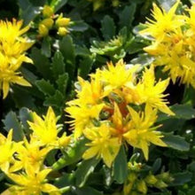 Charger l'image dans la galerie, Vivaces rocaille et massif