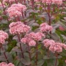 Charger l'image dans la galerie, Vivaces rocaille et massif