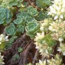 Charger l'image dans la galerie, Vivaces rocaille et massif