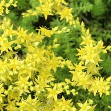 Charger l'image dans la galerie, Vivaces rocaille et massif