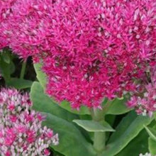 Charger l'image dans la galerie, Vivaces rocaille et massif