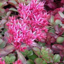 Charger l'image dans la galerie, Vivaces rocaille et massif