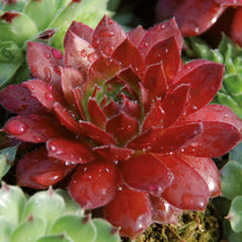 Charger l'image dans la galerie, Sempervivum
