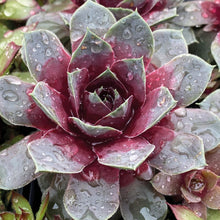 Charger l'image dans la galerie, Sempervivum