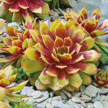 Charger l'image dans la galerie, Sempervivum