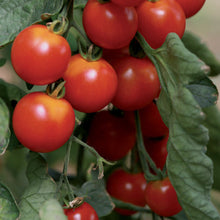 Charger l'image dans la galerie, Tomates cerise Pepe F1