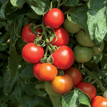 Charger l'image dans la galerie, Tomates cocktail crush F1