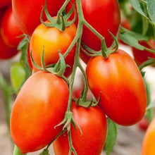 Charger l'image dans la galerie, Tomates Roma type allongées
