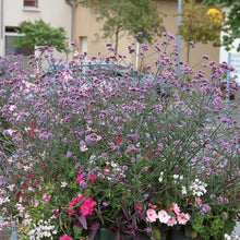 Charger l'image dans la galerie, Verveine bonariensis