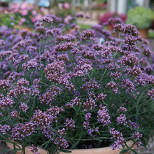 Charger l'image dans la galerie, Verveine bonariensis