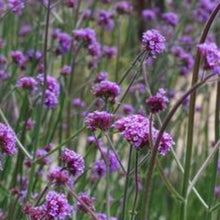 Charger l'image dans la galerie, Vivaces rocaille et massif