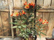 Charger l'image dans la galerie, Alstroëmeria
