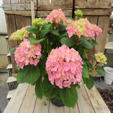 Charger l'image dans la galerie, Hortensia