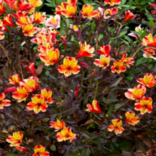 Charger l'image dans la galerie, Alstroëmeria