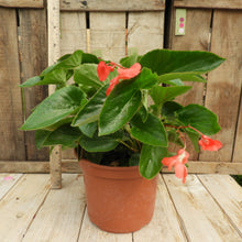 Charger l'image dans la galerie, Begonia de soleil dragon wing red