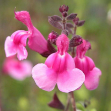 Charger l'image dans la galerie, Sauge greegii