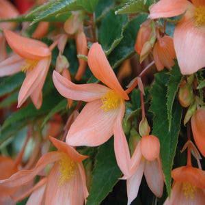 Begonia de soleil boliviensis summerwing