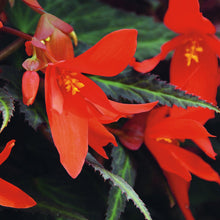 Charger l&#39;image dans la galerie, Begonia de soleil boliviensis summerwing
