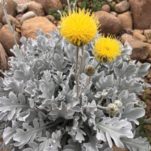 Charger l'image dans la galerie, Centaurea ragusina
