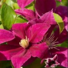 Charger l'image dans la galerie, Clematite
