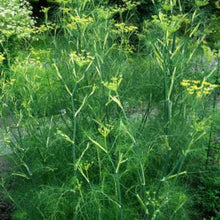 Charger l'image dans la galerie, Aromatiques plants racinés
