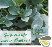 Charger l'image dans la galerie, Aromatiques plants racinés
