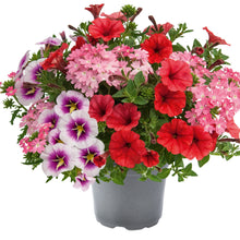 Charger l'image dans la galerie, Compositions
