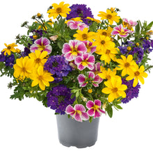 Charger l'image dans la galerie, Compositions
