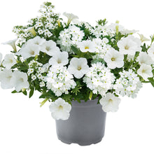 Charger l'image dans la galerie, Compositions
